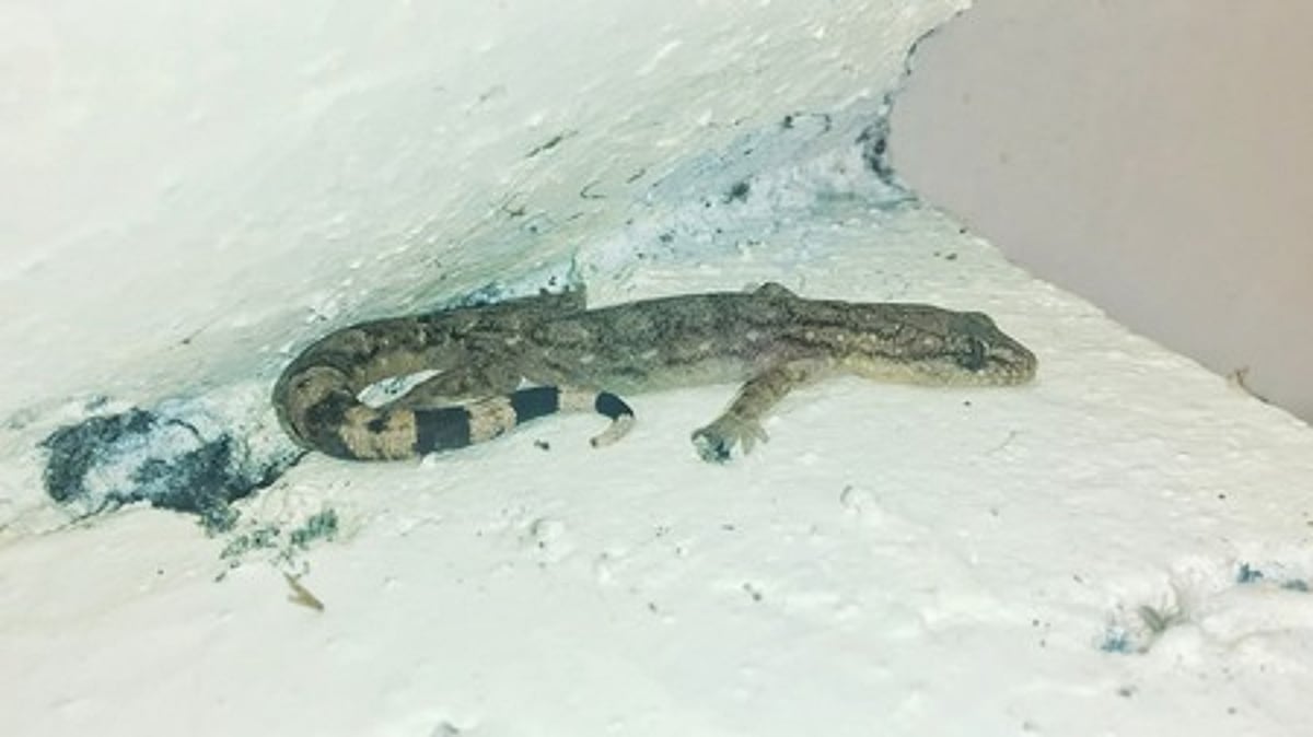 பல்லியை-விரட்ட-முட்டை-ஓடுகளா?-விரட்டும்-வழிமுறைகள்!